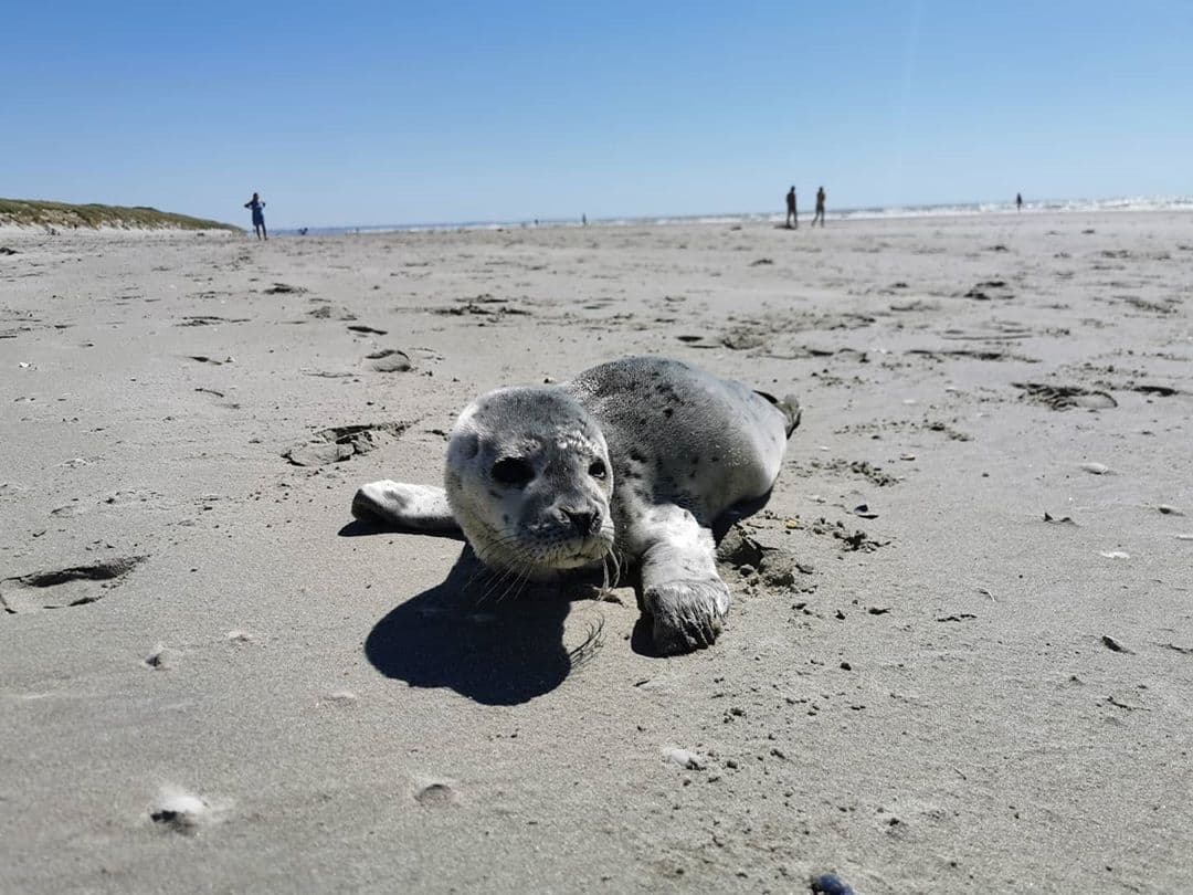 Survivor Tour : je survis aussi à la noyade